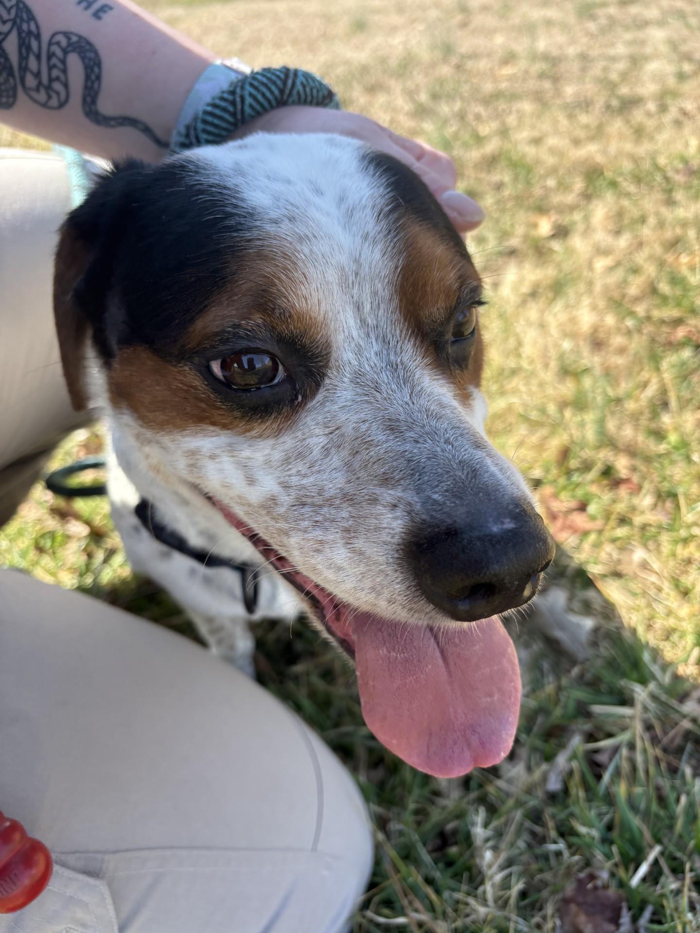 Enlarge Milo, a ADOPTABLE mixed breed in Ashland, VA image 2/5