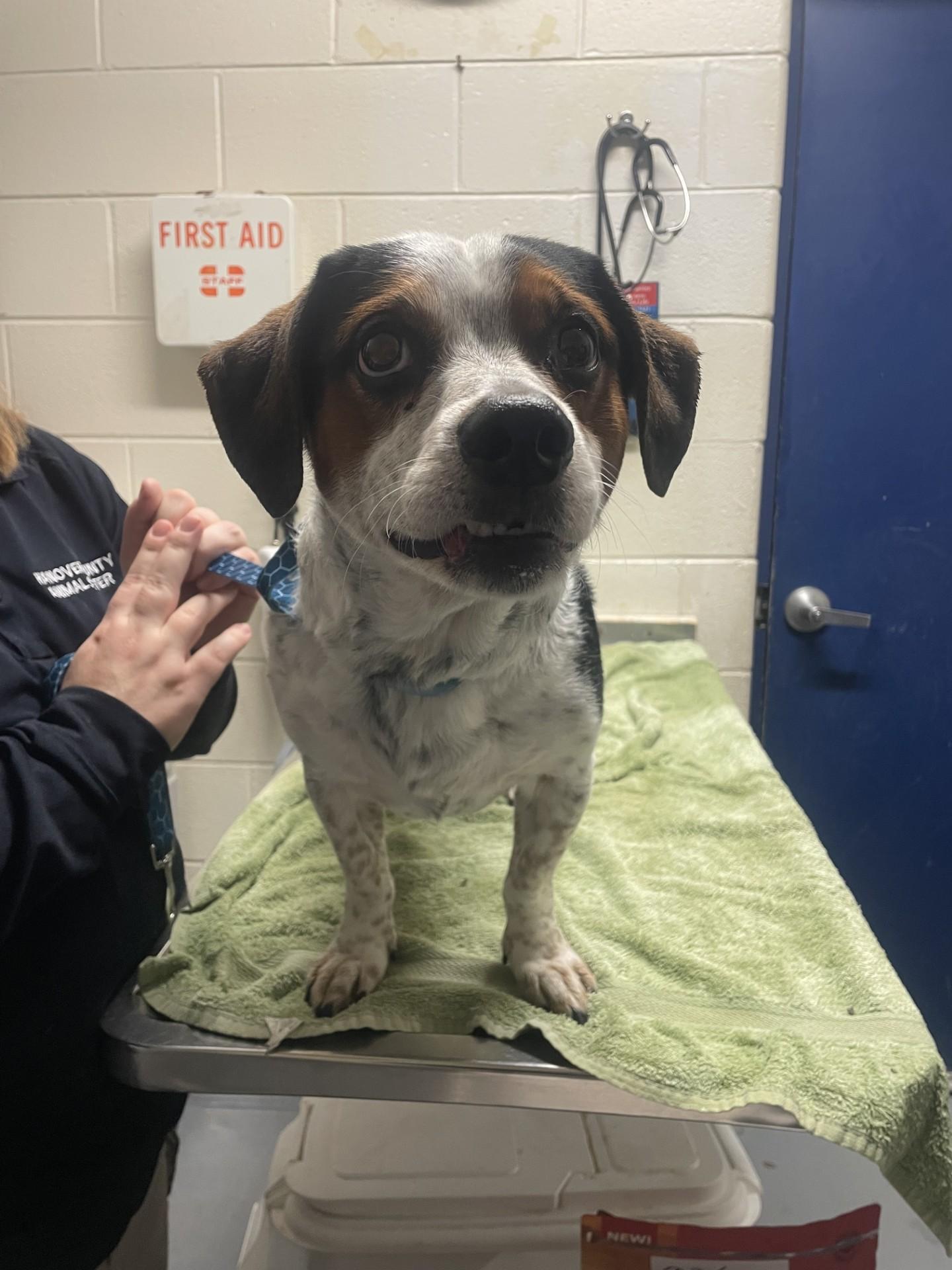 Enlarge Milo, a ADOPTABLE mixed breed in Ashland, VA image 3/5