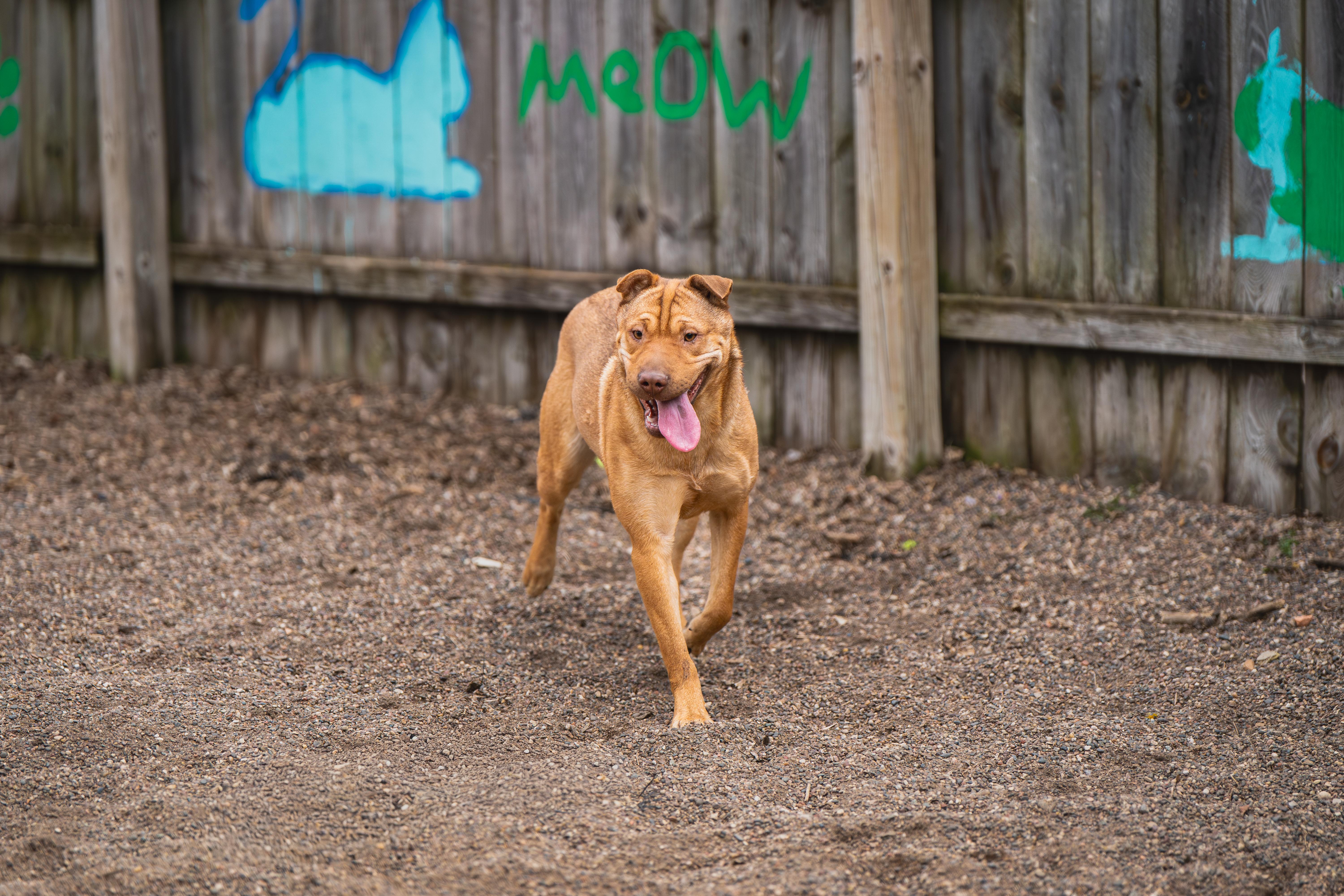 Enlarge Yum-Yum Sauce, a Adoptable mixed breed in Red Wing, MN image 3/6