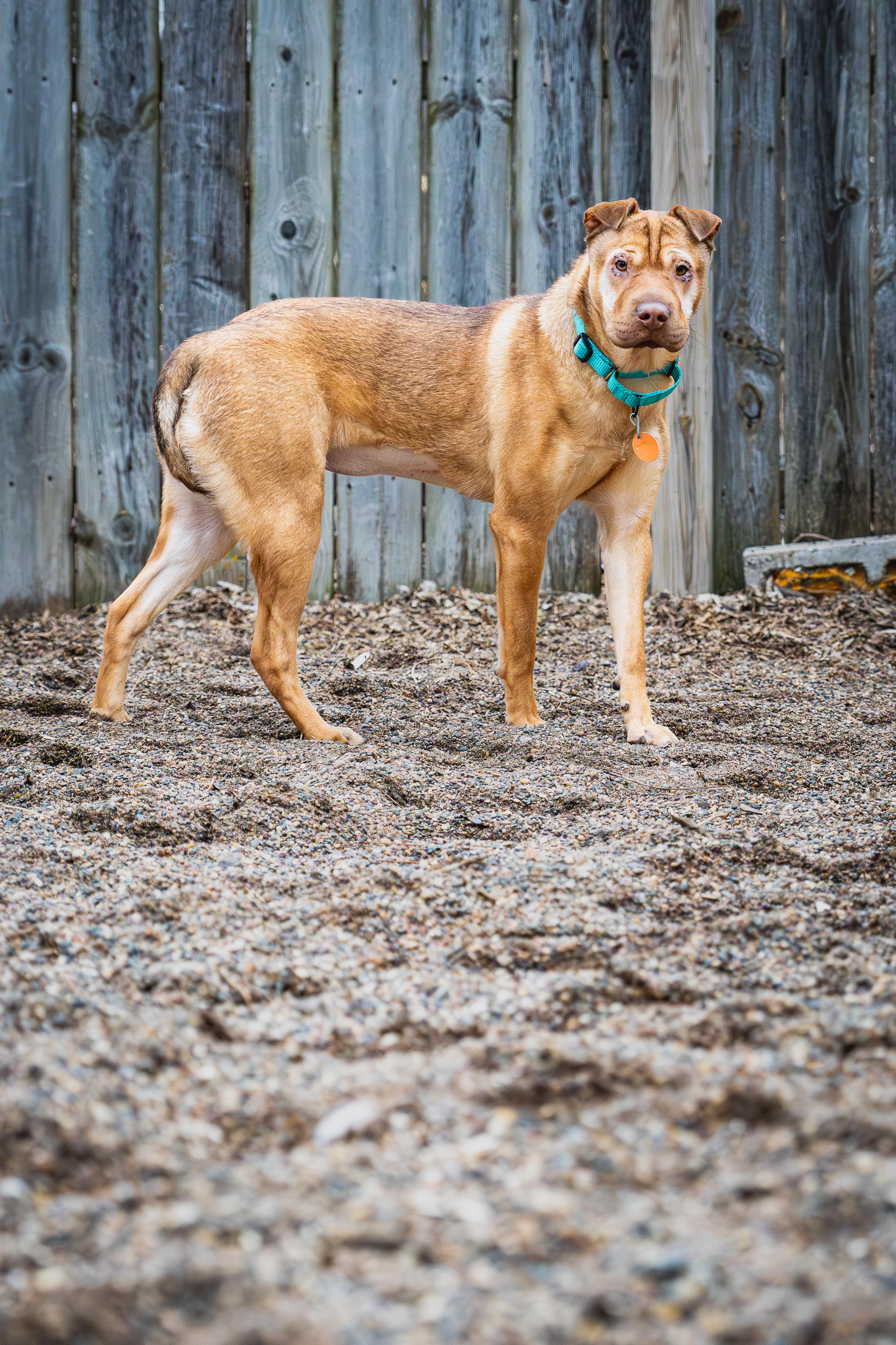 Yum-Yum Sauce, a Adoptable mixed breed in Red Wing, MN image 2/3