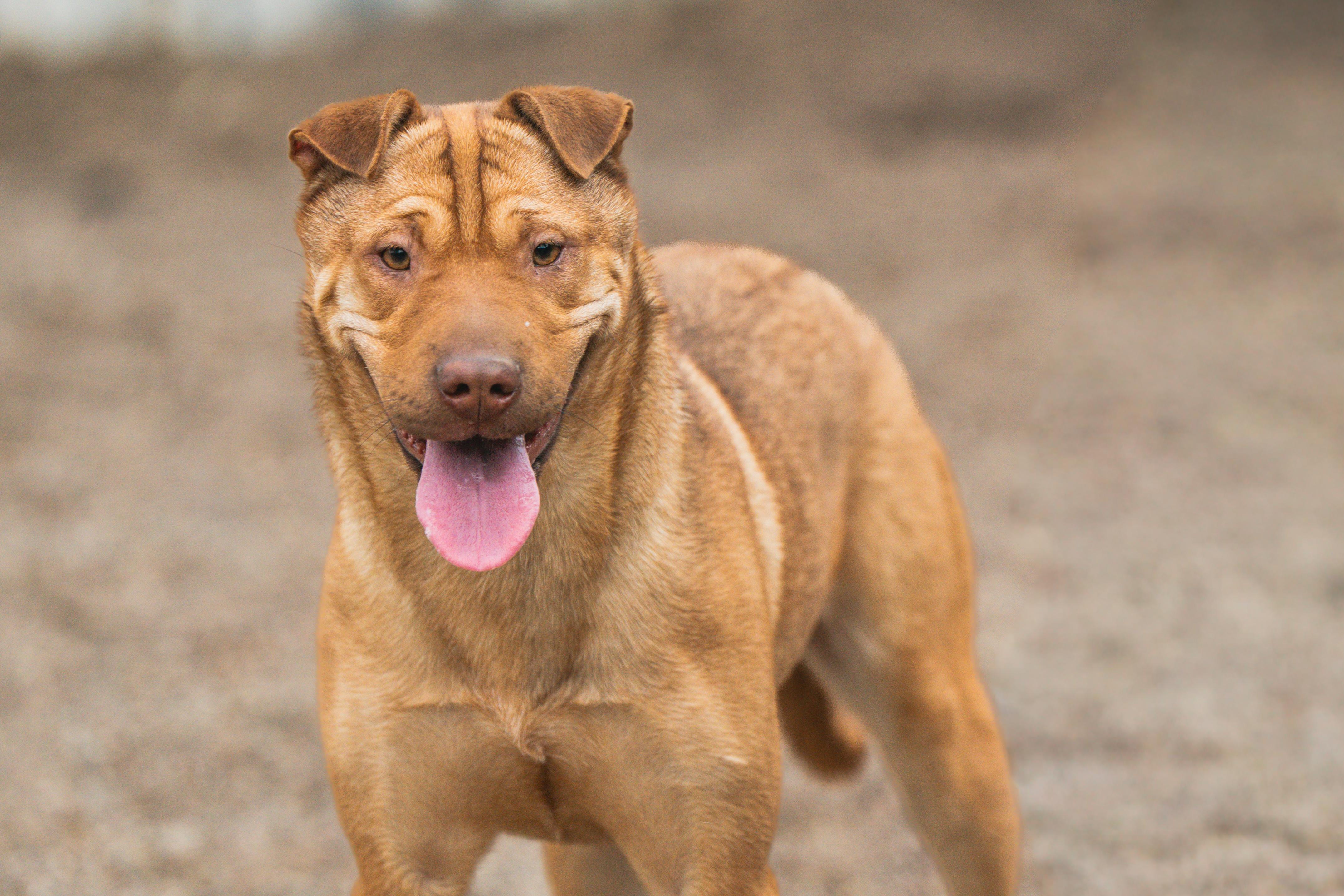 Enlarge Yum-Yum Sauce, a Adoptable mixed breed in Red Wing, MN image 1/6