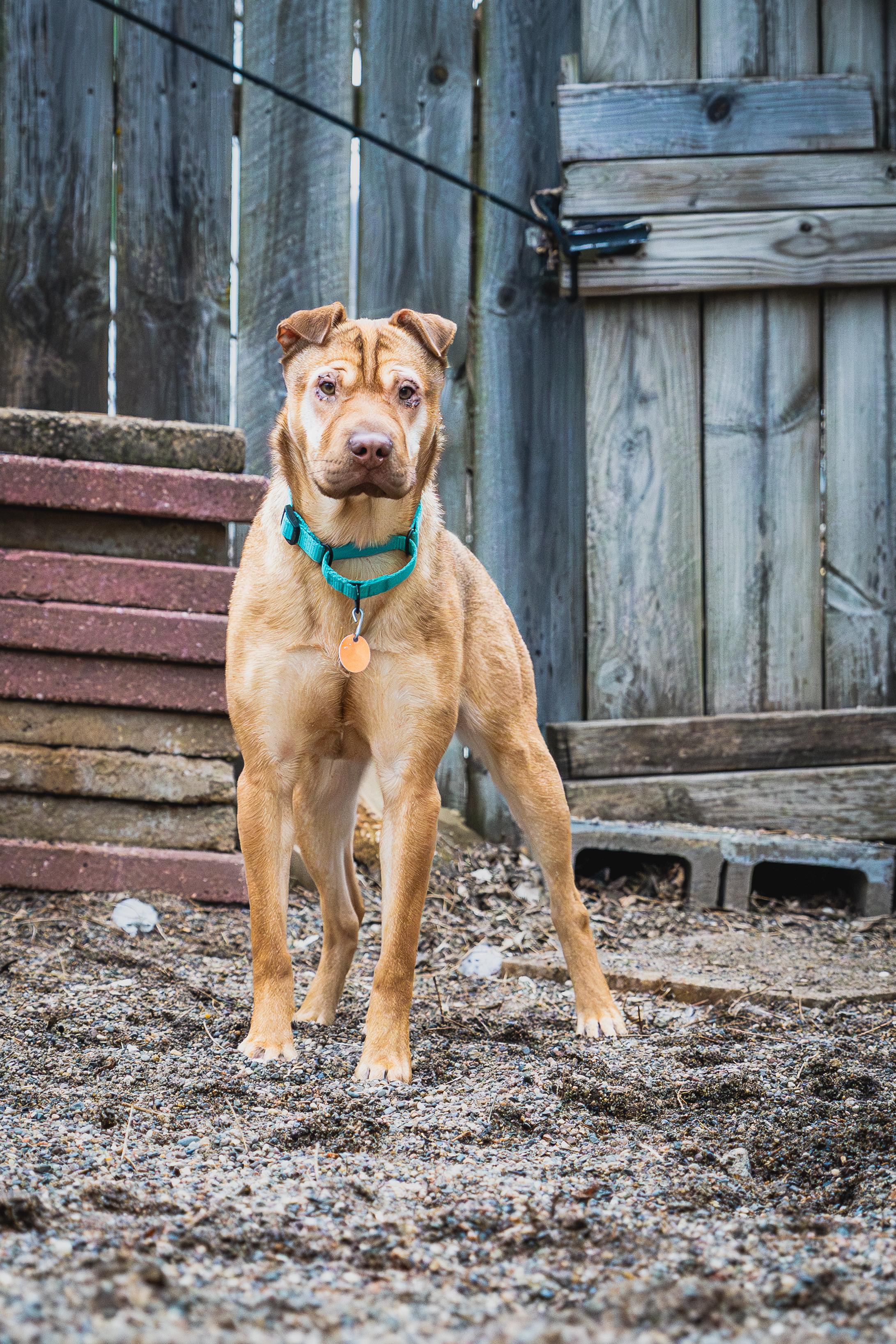 Yum-Yum Sauce, a Adoptable mixed breed in Red Wing, MN image 3/3