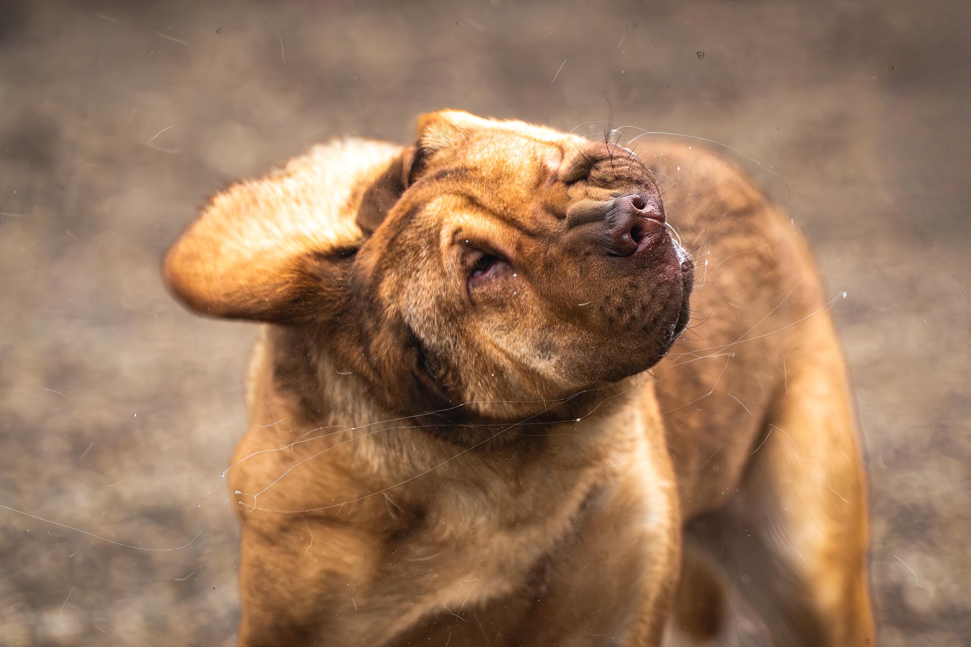 Enlarge Yum-Yum Sauce, a Adoptable mixed breed in Red Wing, MN image 6/6