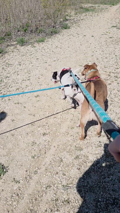 Enlarge Yum-Yum Sauce, a Adoptable mixed breed in Red Wing, MN video 6/6