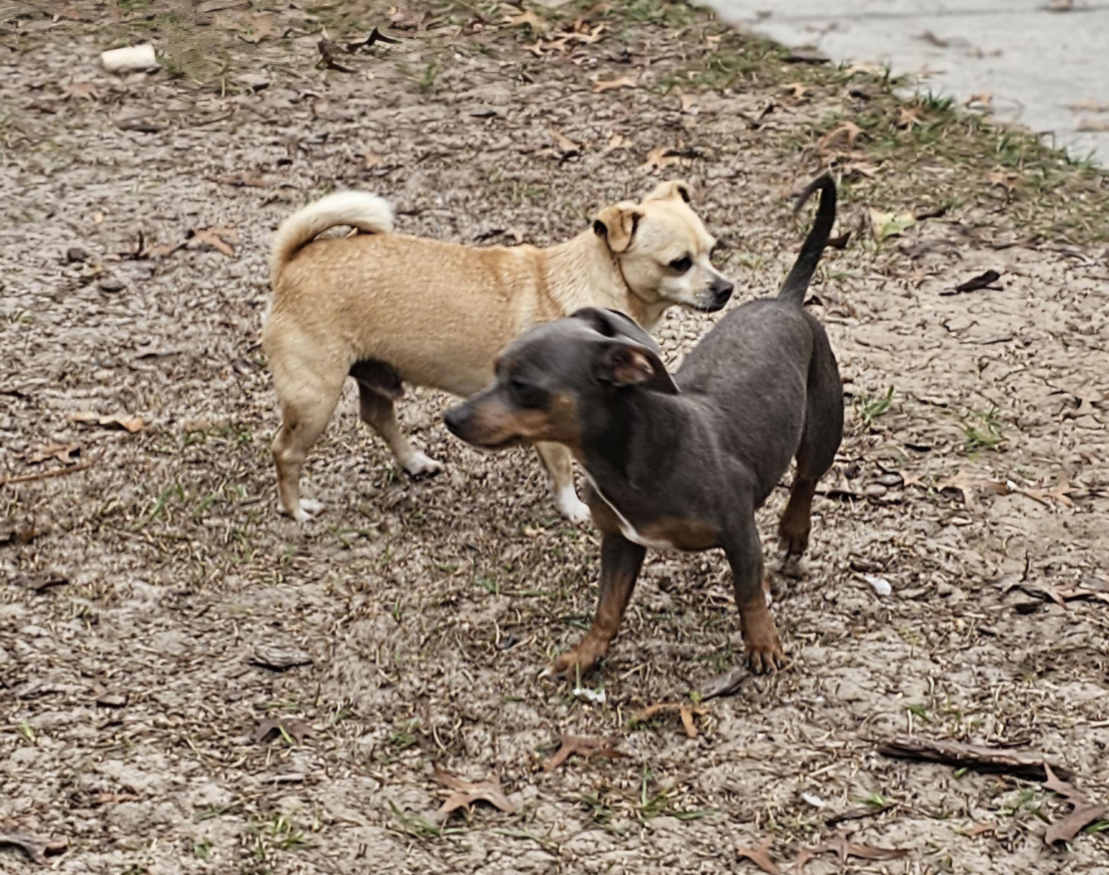 Enlarge Louie, a ADOPTABLE mixed breed in Weeki Wachee, FL image 6/6