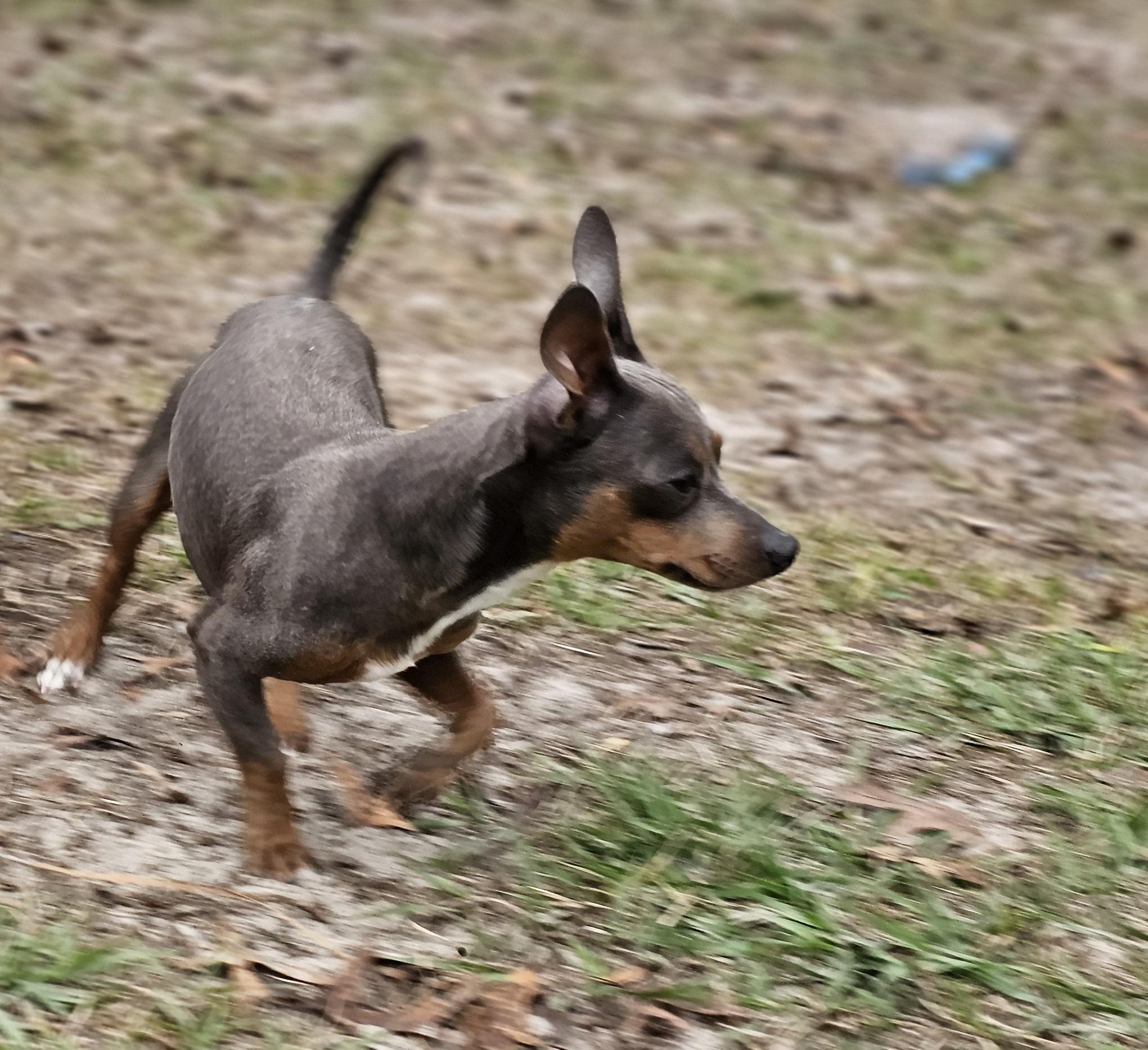Enlarge Louie, a ADOPTABLE mixed breed in Weeki Wachee, FL image 3/6
