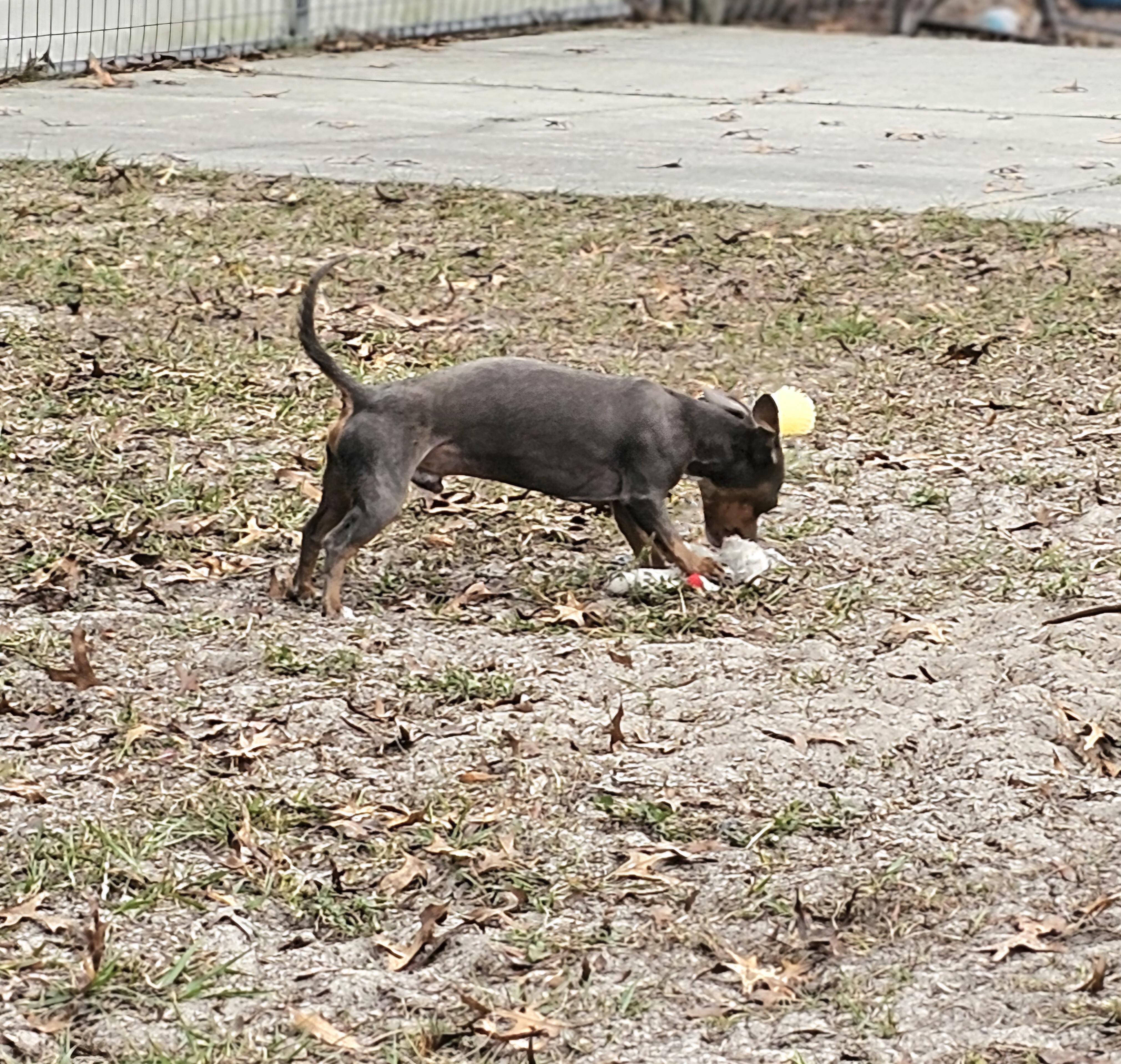Enlarge Louie, a ADOPTABLE mixed breed in Weeki Wachee, FL image 1/6