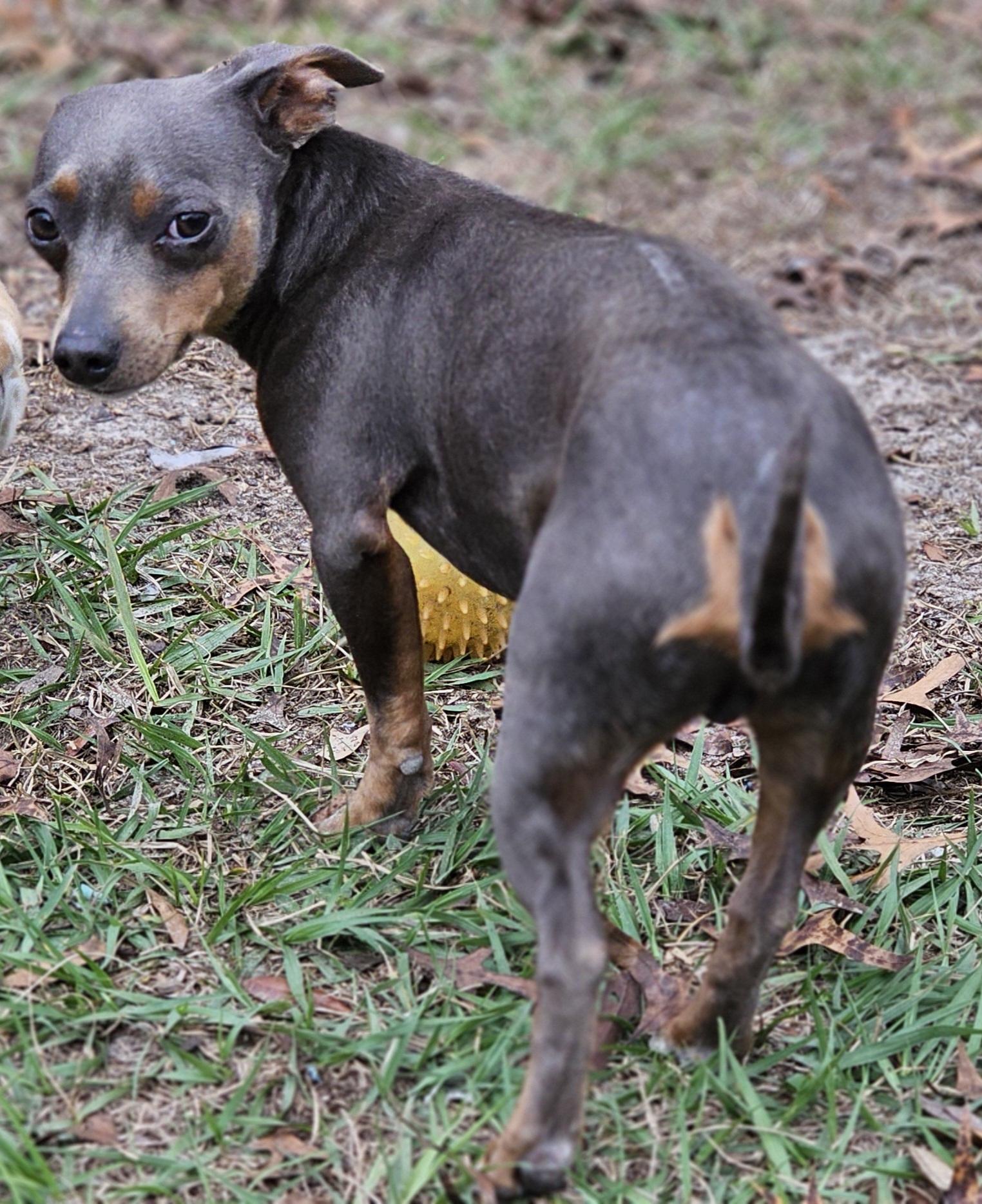 Enlarge Louie, a ADOPTABLE mixed breed in Weeki Wachee, FL image 2/6