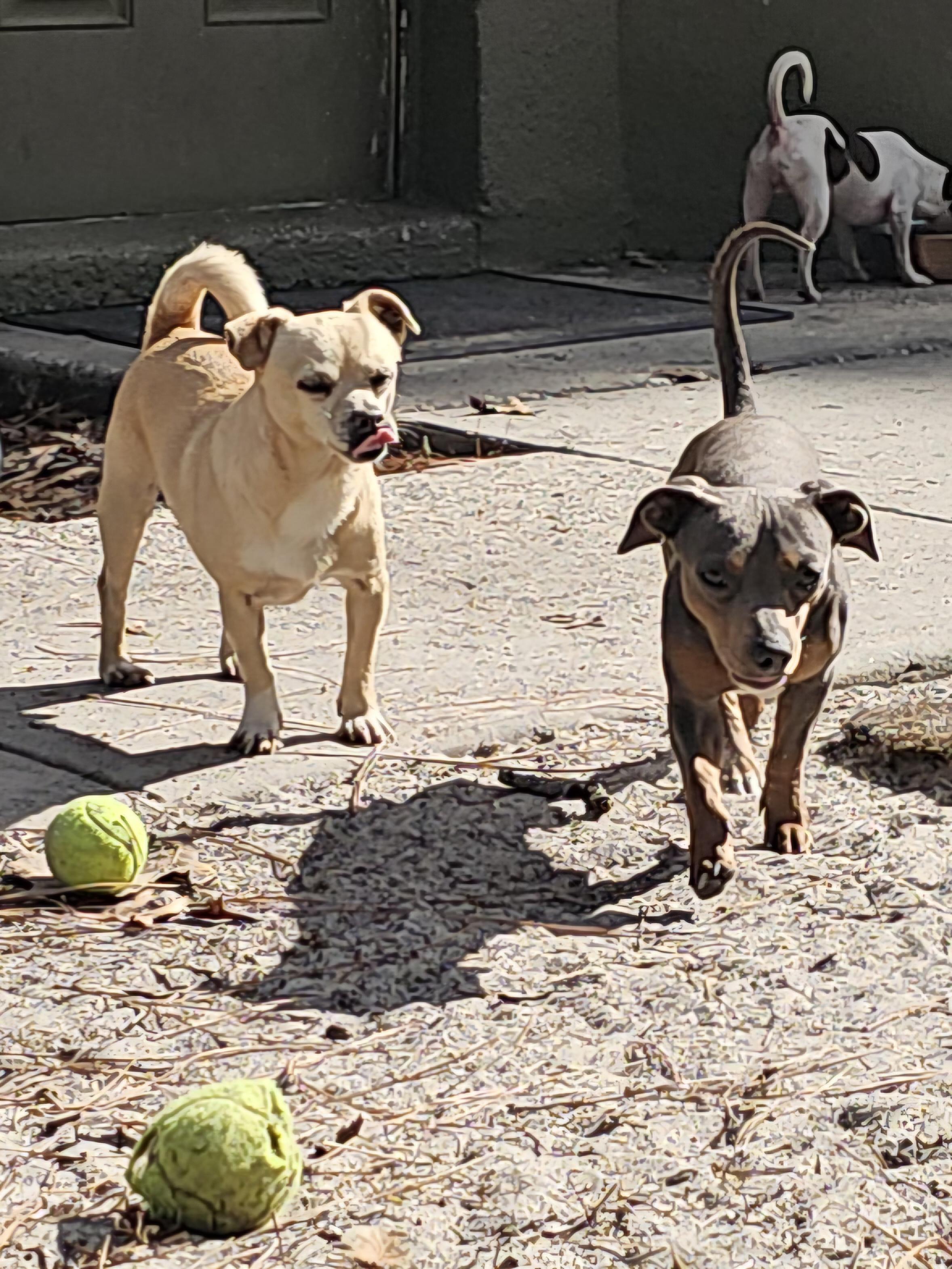 Enlarge Louie, a ADOPTABLE mixed breed in Weeki Wachee, FL image 5/6