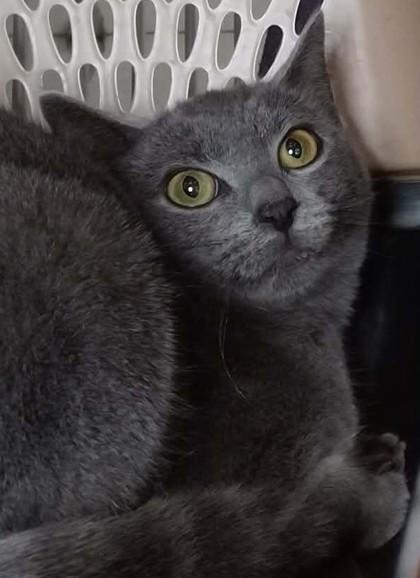 Snowflake (Barn Cat), ADOPTABLE, Young Female Domestic Short Hair.