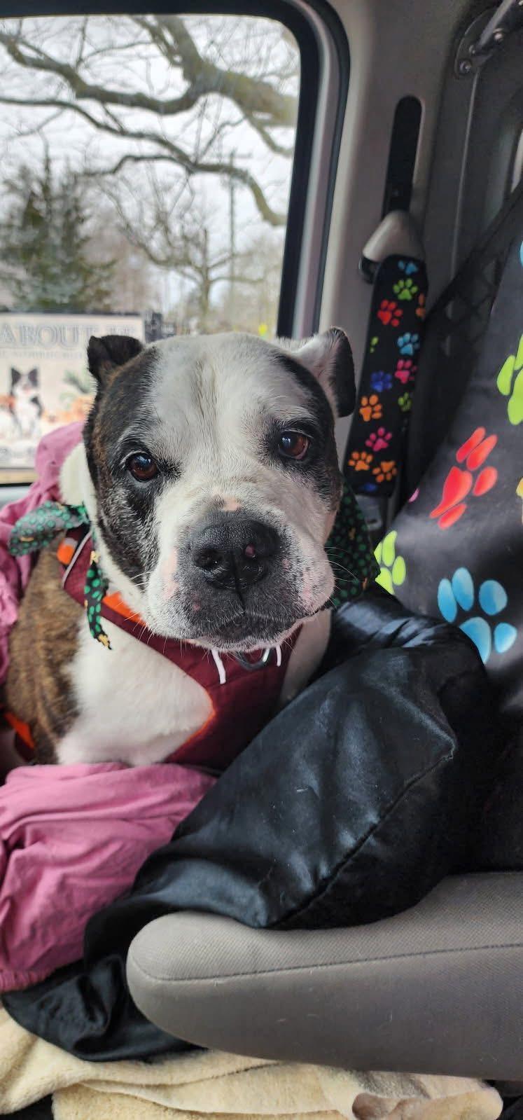 Chloe, Adoptable, Senior Female English Bulldog.