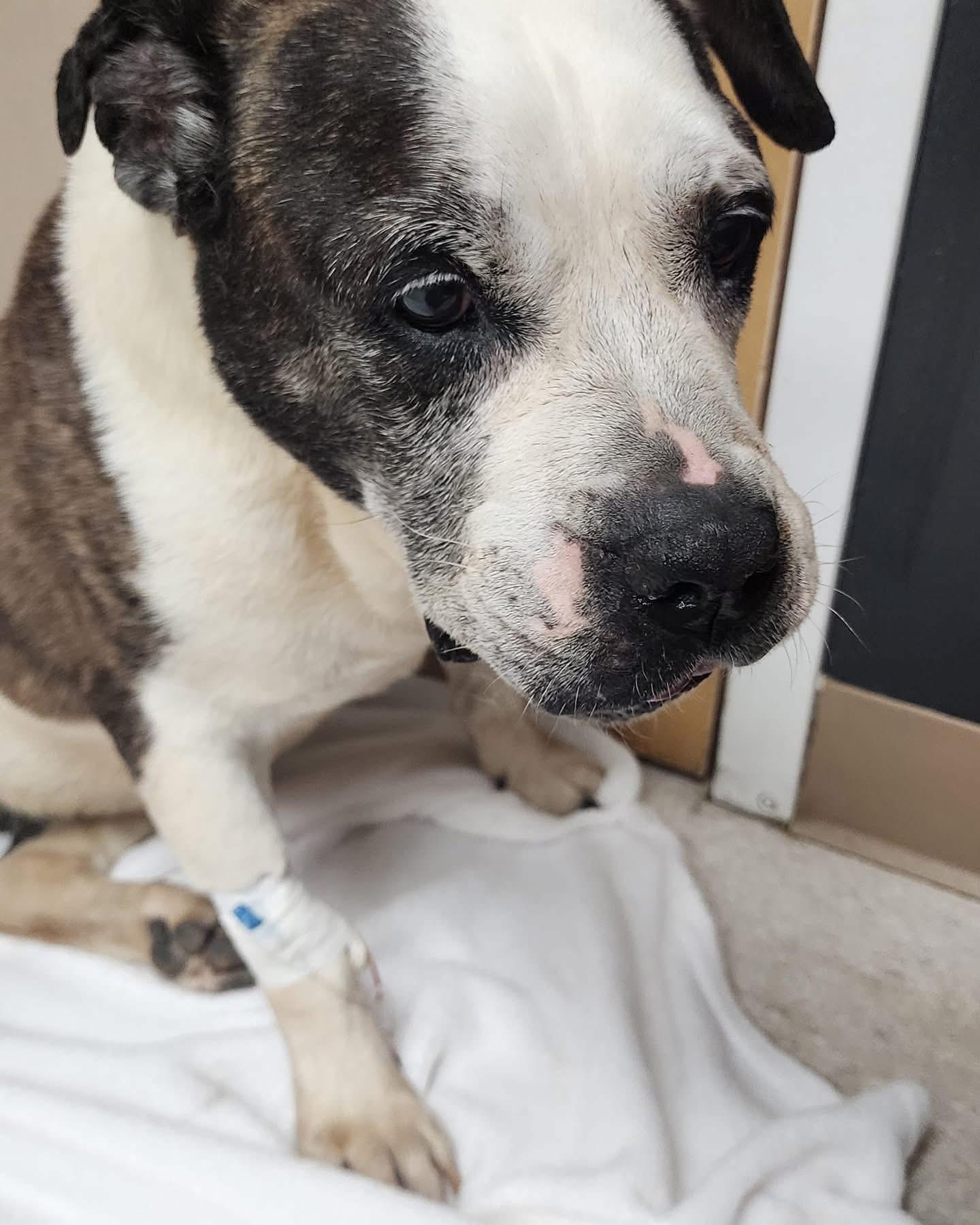 Enlarge Chloe, a Adoptable mixed breed in Egg Harbor City, NJ image 2/4