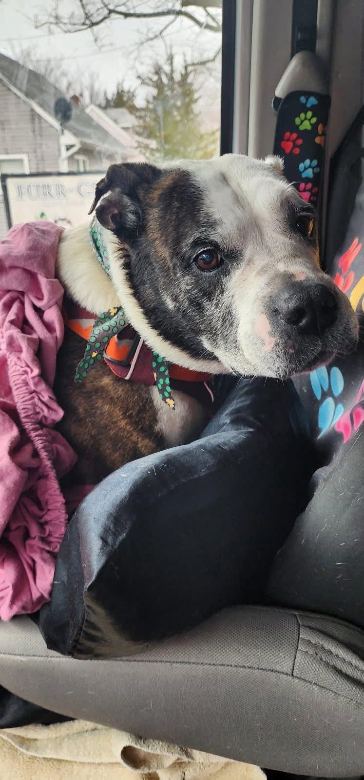 Enlarge Chloe, a Adoptable mixed breed in Egg Harbor City, NJ image 4/4