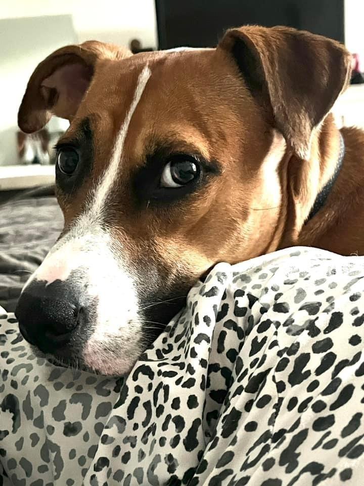 Carter, Adoptable, Adult Male Retriever & Mixed Breed.