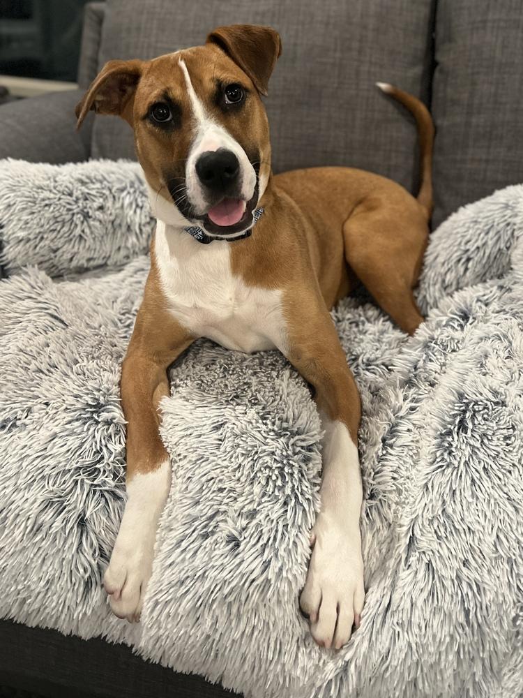 Enlarge Carter, a Adoptable mixed breed in Dallas, TX image 2/6