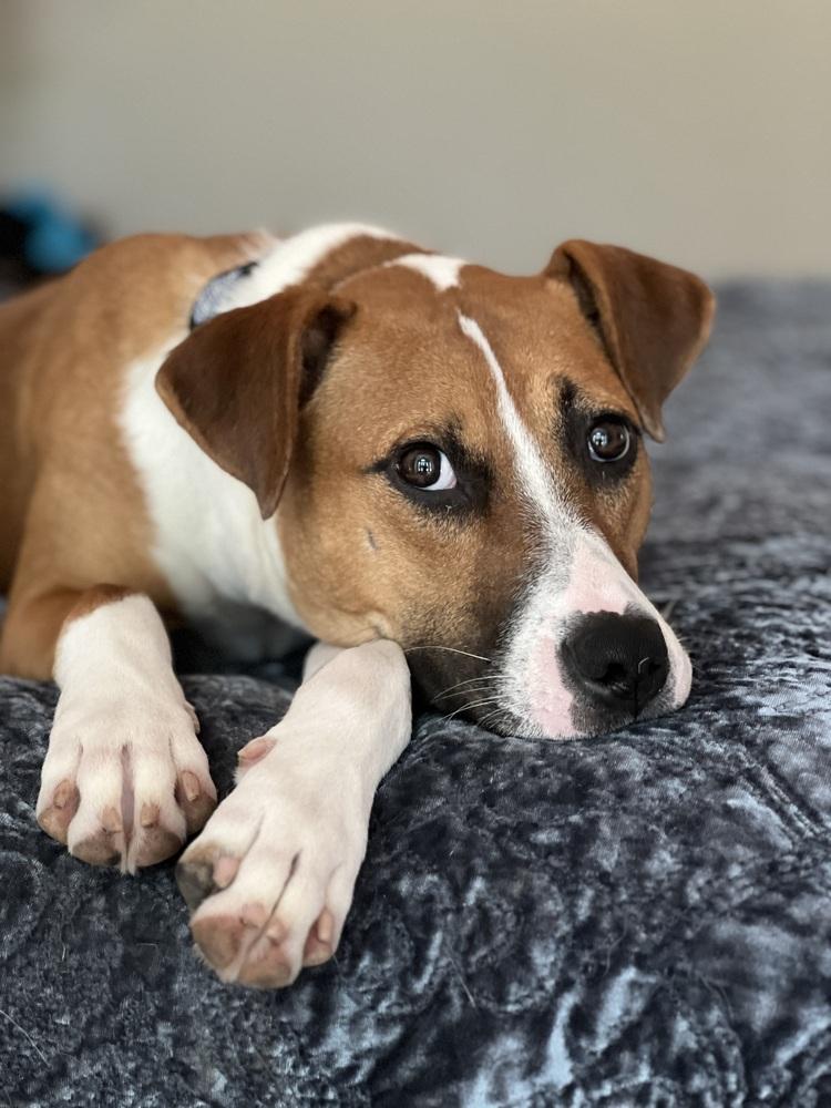 Enlarge Carter, a Adoptable mixed breed in Dallas, TX image 3/6