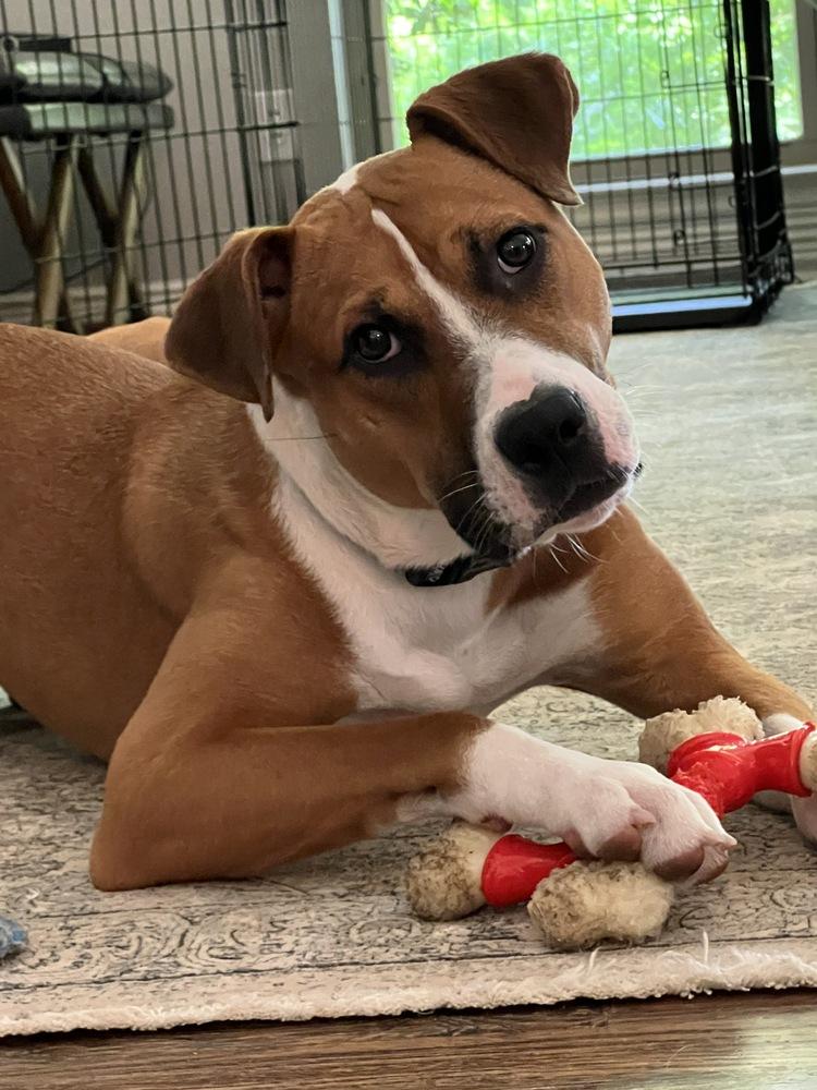 Enlarge Carter, a Adoptable mixed breed in Dallas, TX image 4/6