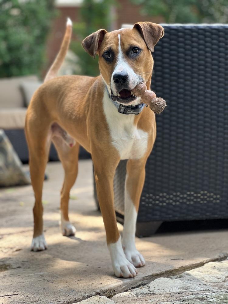 Enlarge Carter, a Adoptable mixed breed in Dallas, TX image 5/6