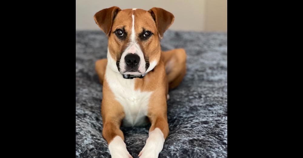Enlarge Carter, a Adoptable mixed breed in Dallas, TX image 6/6