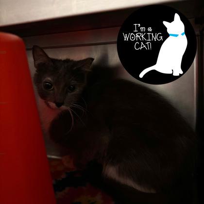 Enlarge Harmony, a Adoptable Domestic Short Hair in Janesville, WI image 1/1