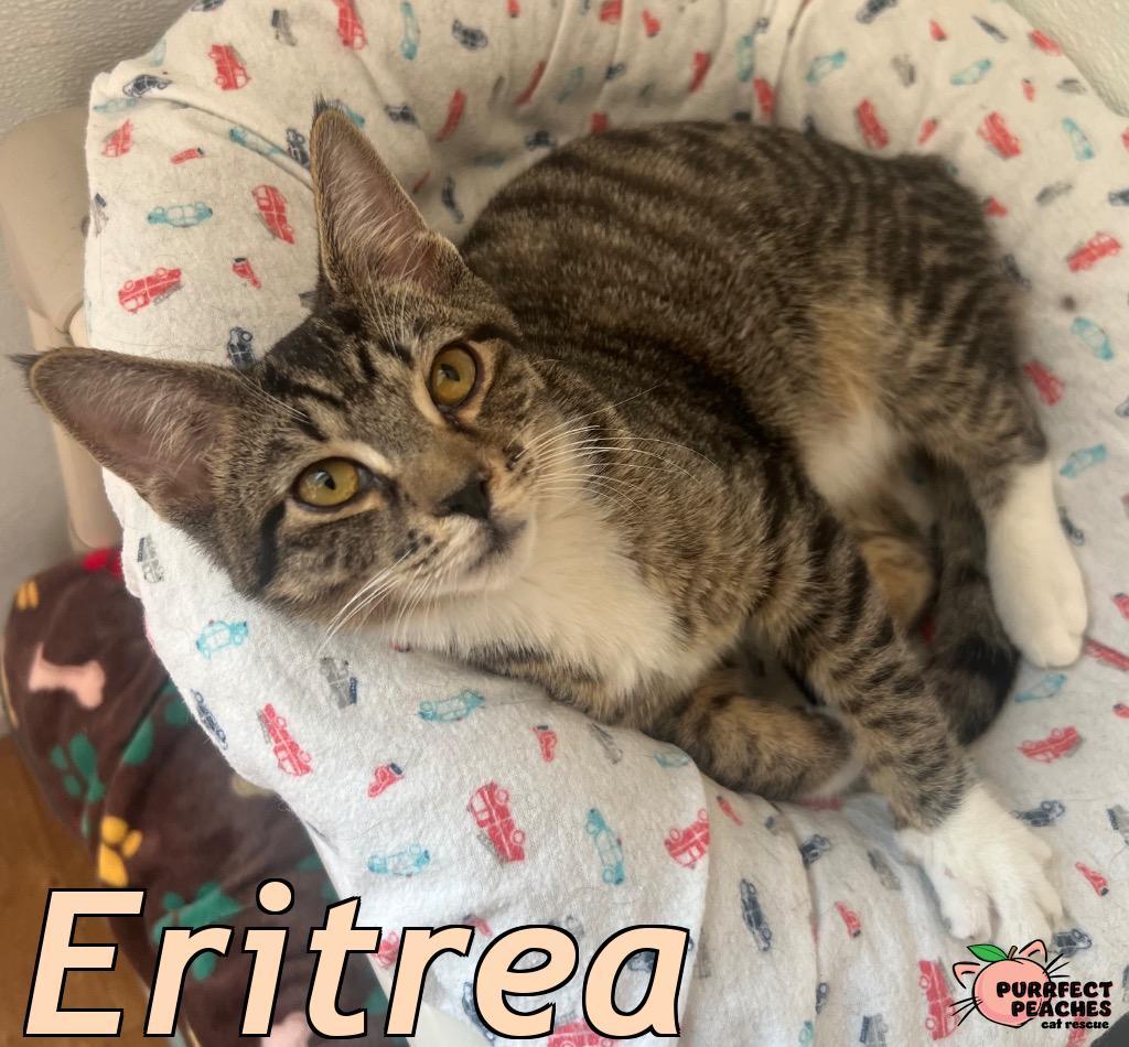 Eritrea, Adoptable, Kitten Male Domestic Short Hair.
