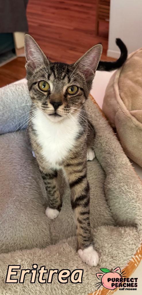 Enlarge Eritrea, a Adoptable mixed breed in Douglasville, GA image 4/5