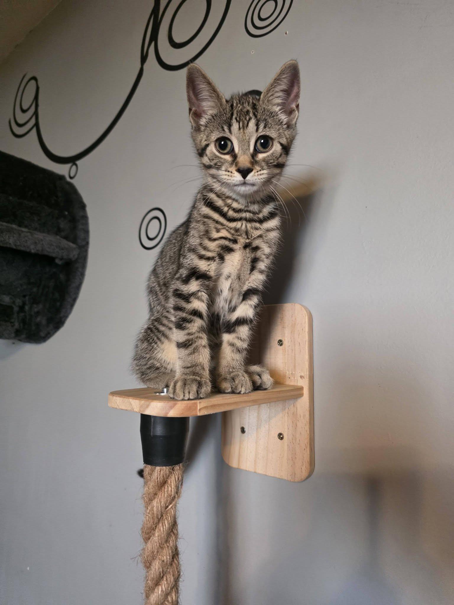 Enlarge Zoe, a Adoptable Domestic Short Hair in Spencerville, ON image 2/3