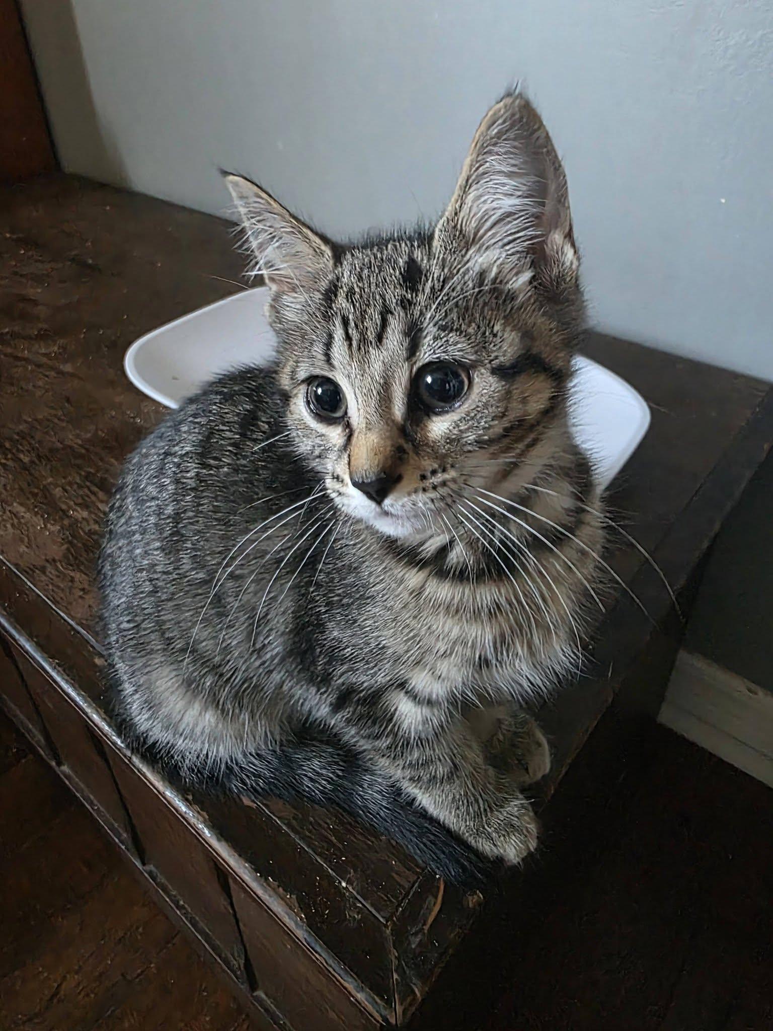 Enlarge Zoe, a Adoptable Domestic Short Hair in Spencerville, ON image 3/3