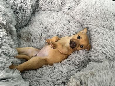 Jasmine — thumbnail 3