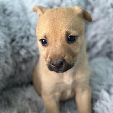 Jasmine — thumbnail 5