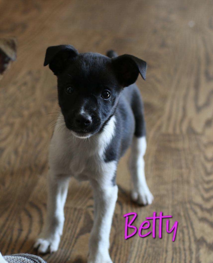 Betty, Adopted, Puppy Female Jack Russell Terrier & Rat Terrier.