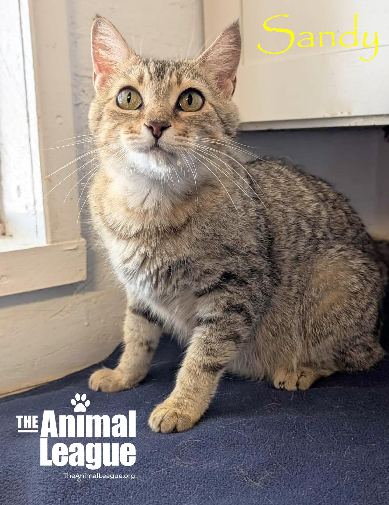 Enlarge Sandy, a ADOPTABLE Domestic Short Hair in Groveland, FL image 1/3