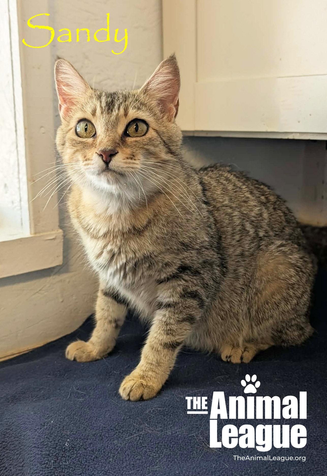 Enlarge Sandy, a ADOPTABLE Domestic Short Hair in Groveland, FL image 2/3