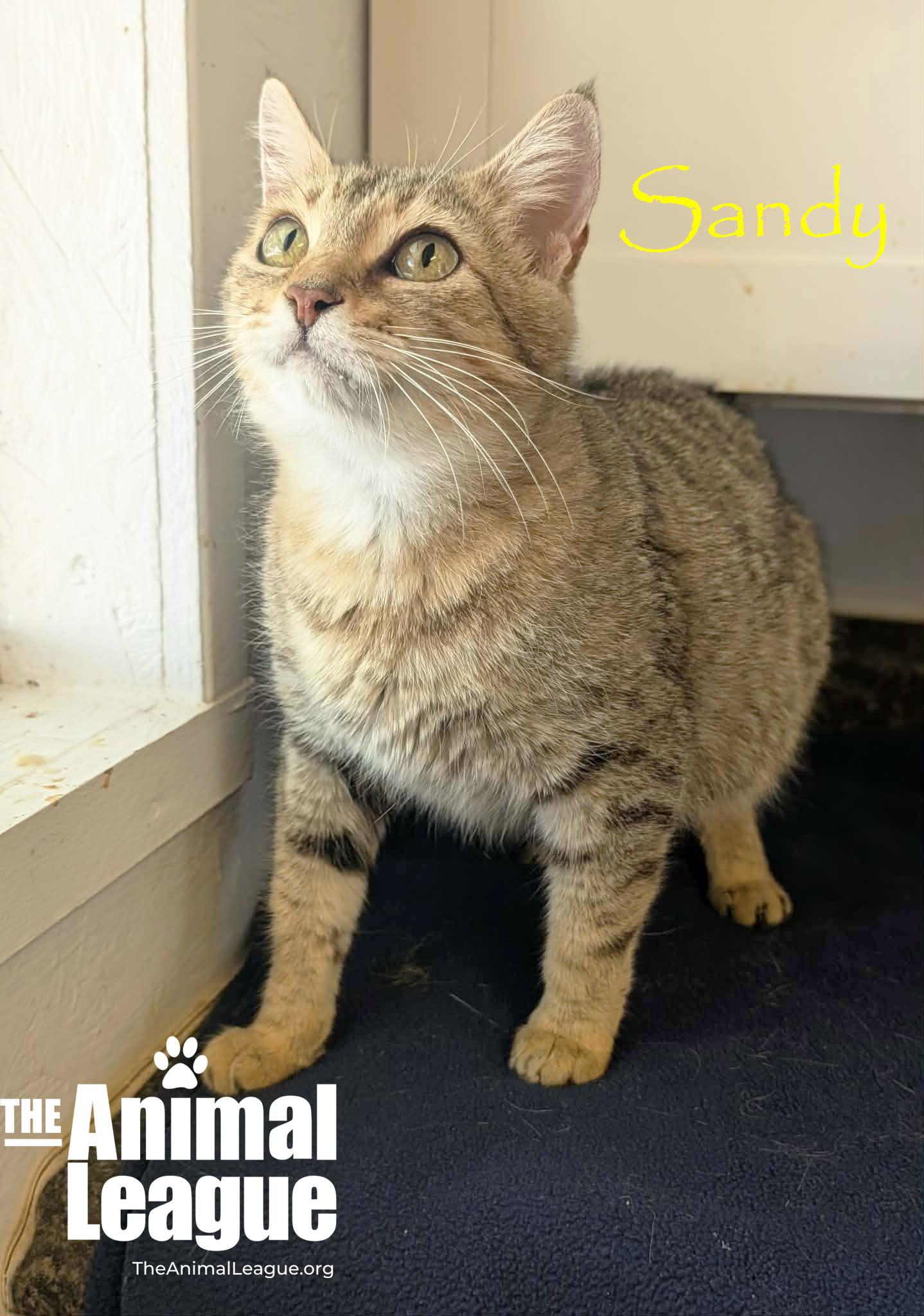 Enlarge Sandy, a ADOPTABLE Domestic Short Hair in Groveland, FL image 3/3