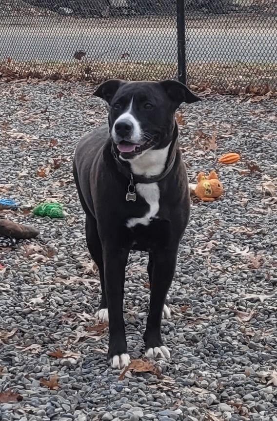 Enlarge Sadie, a Adopted American Staffordshire Terrier in Edison, NJ image 1/1