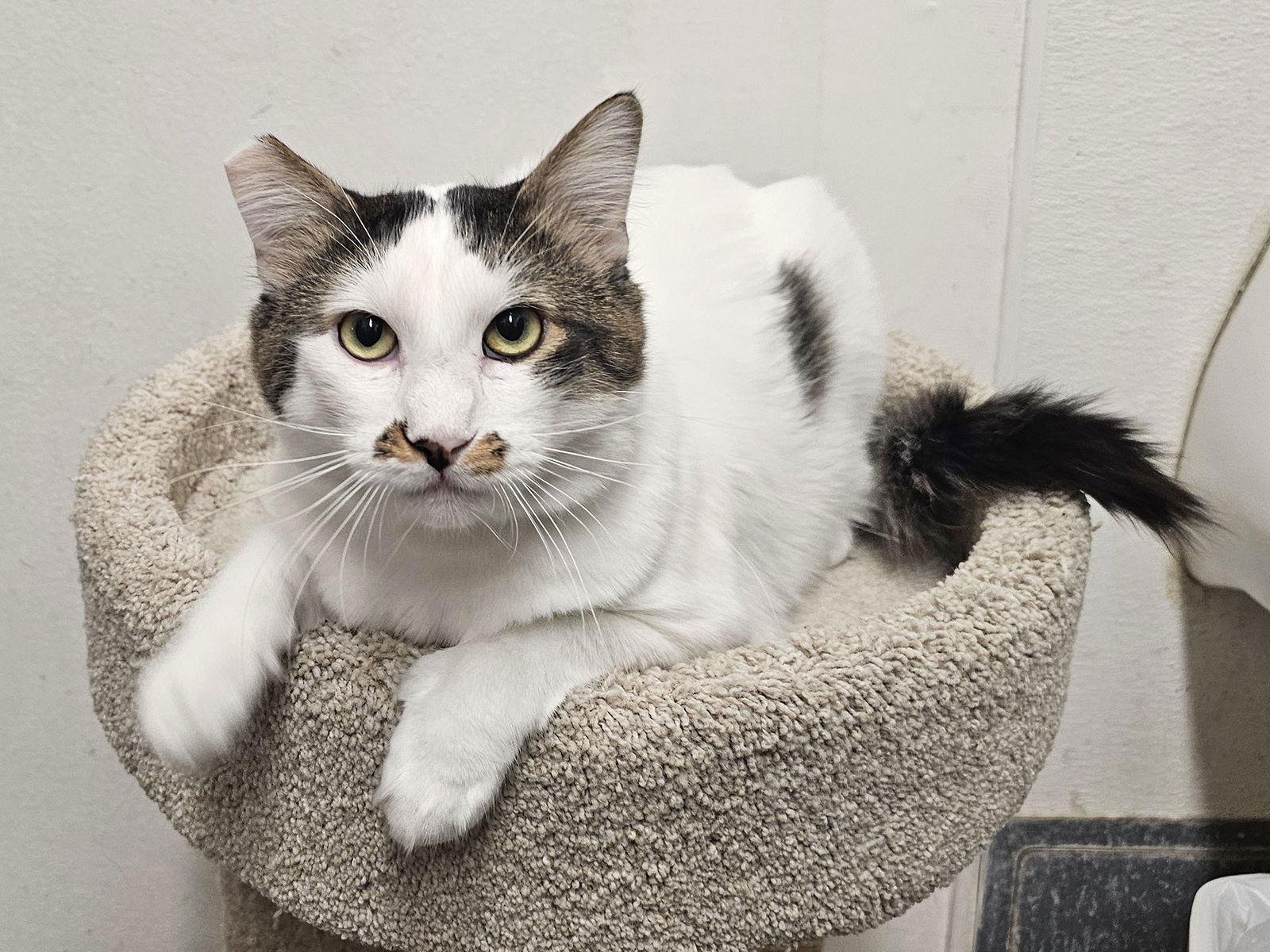 Enlarge Mason, a Adoptable Domestic Short Hair in Mission Viejo, CA image 1/3