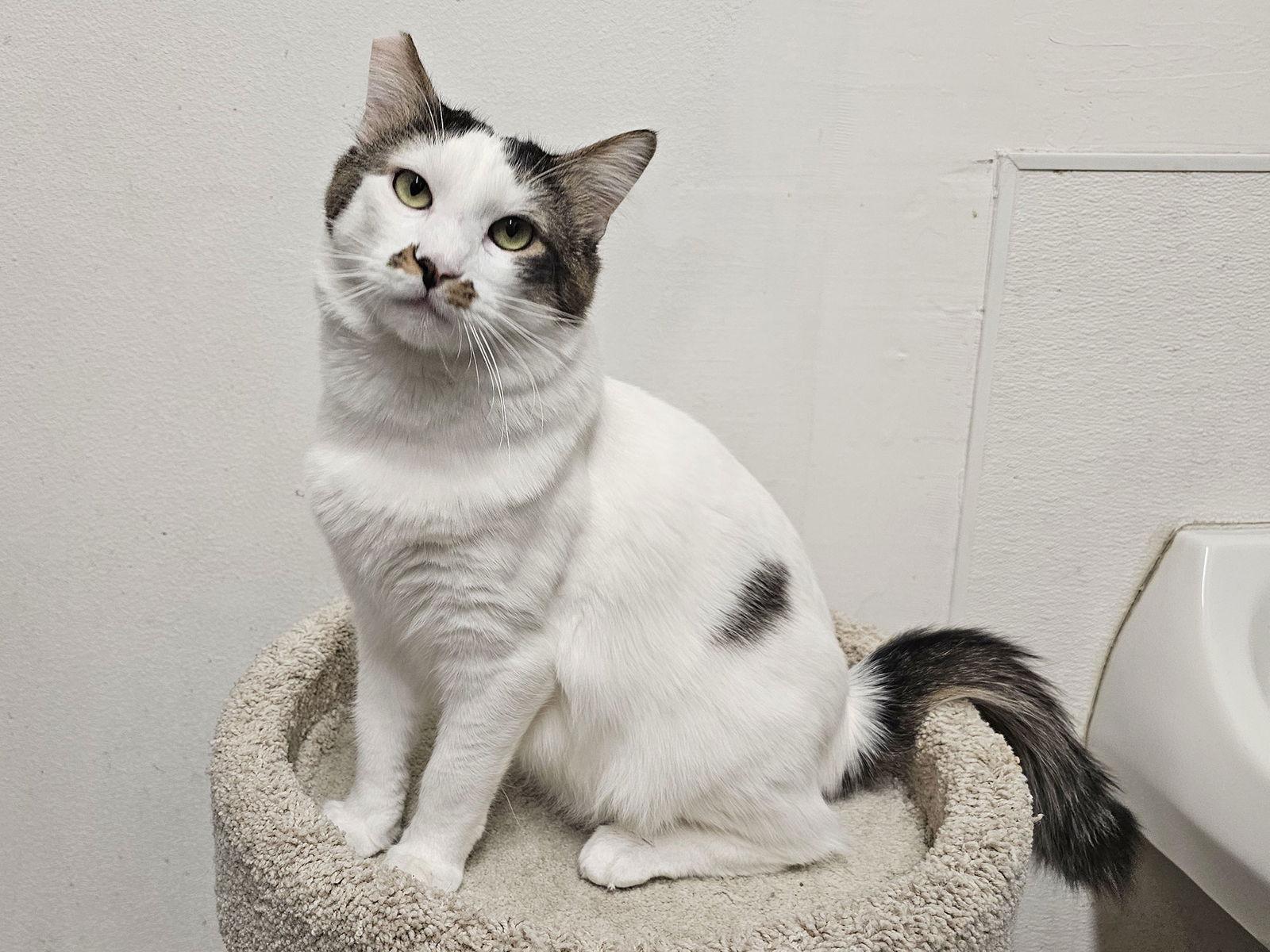 Enlarge Mason, a Adoptable Domestic Short Hair in Mission Viejo, CA image 2/3