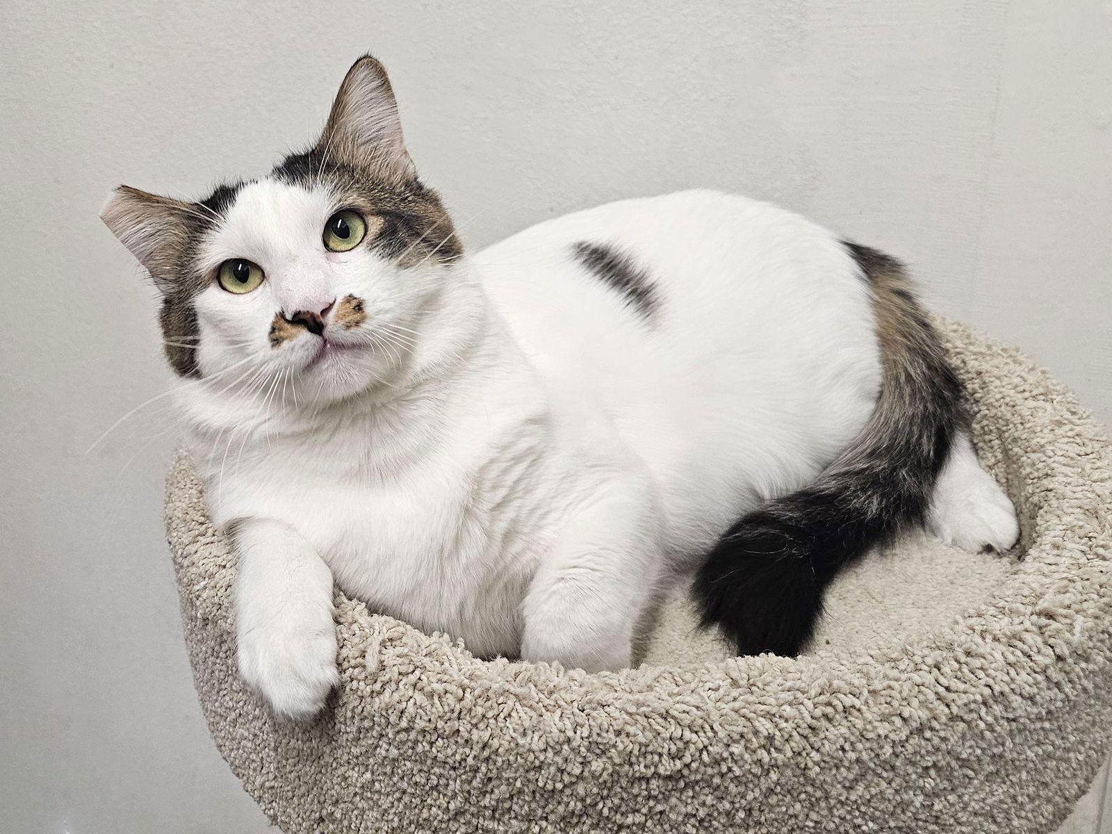 Enlarge Mason, a Adoptable Domestic Short Hair in Mission Viejo, CA image 3/3