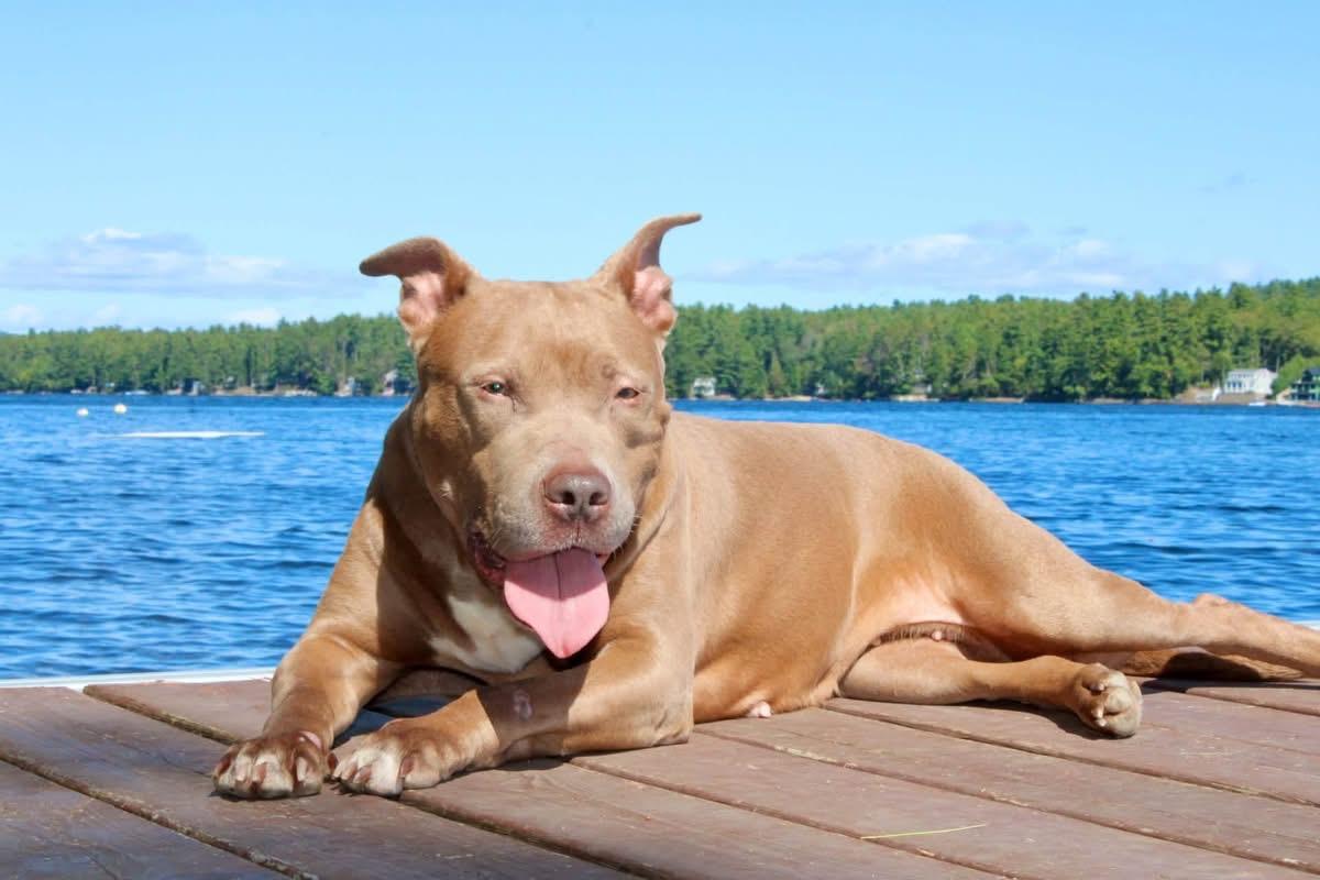 Enlarge Bethony, a Adoptable mixed breed in Kennebunk , ME image 1/6