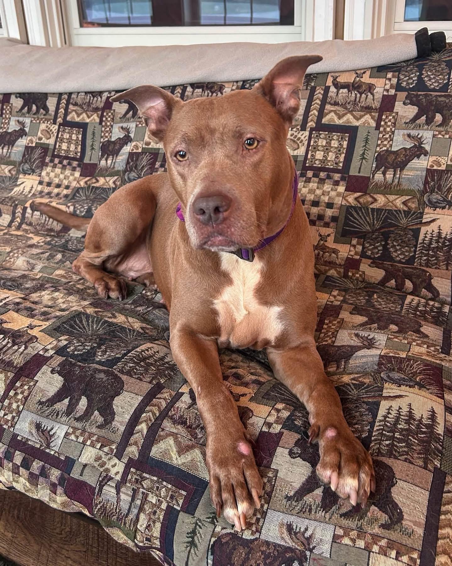 Enlarge Bethony, a Adoptable mixed breed in Kennebunk , ME image 2/6