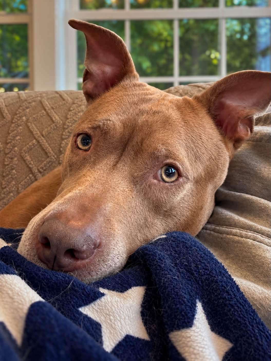 Enlarge Bethony, a Adoptable mixed breed in Kennebunk , ME image 4/6