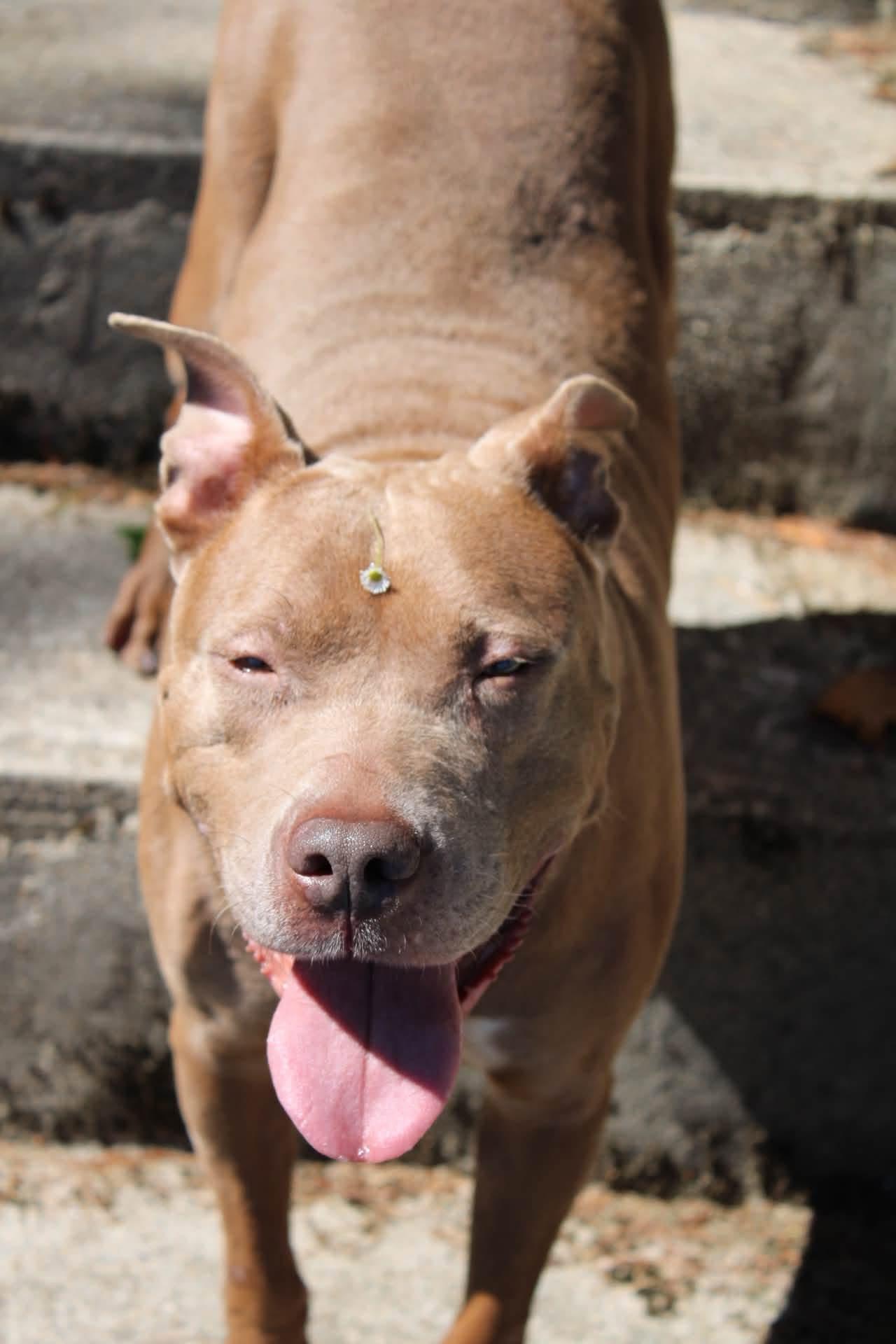 Enlarge Bethony, a Adoptable mixed breed in Kennebunk , ME image 6/6