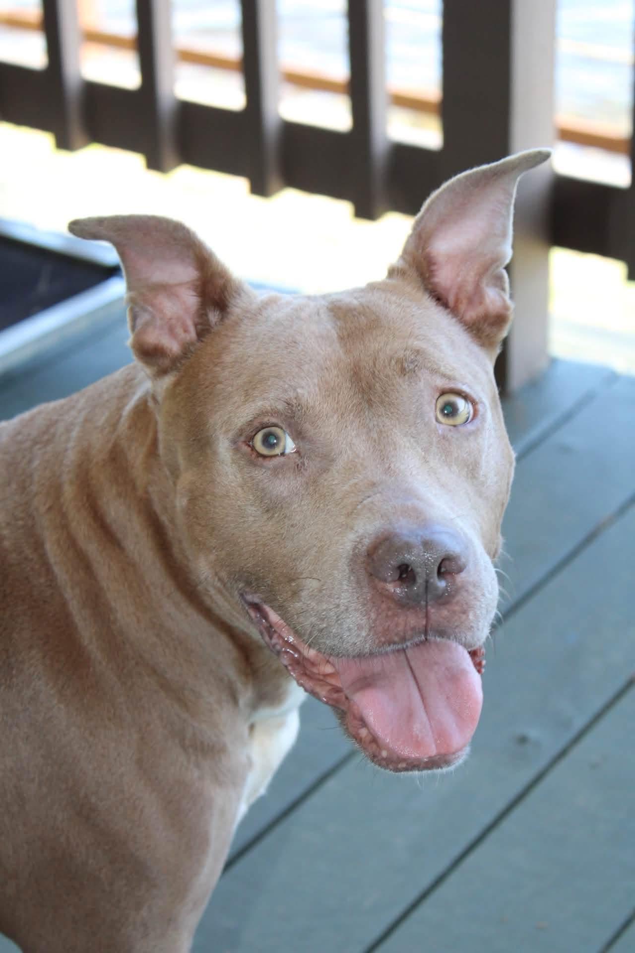Enlarge Bethony, a Adoptable mixed breed in Kennebunk , ME image 5/6