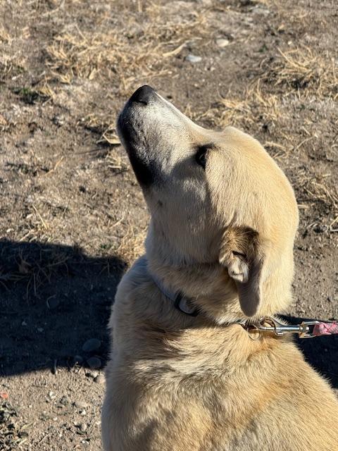 Daisy, a Adoptable mixed breed in Riverton, WY image 3/4