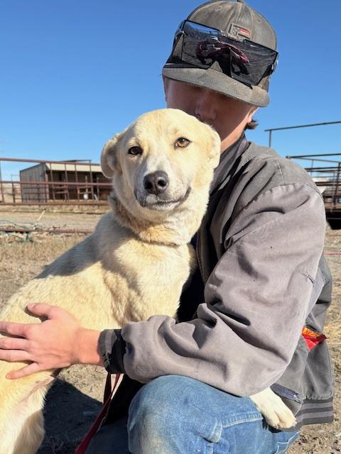 Daisy, a Adoptable mixed breed in Riverton, WY image 2/4