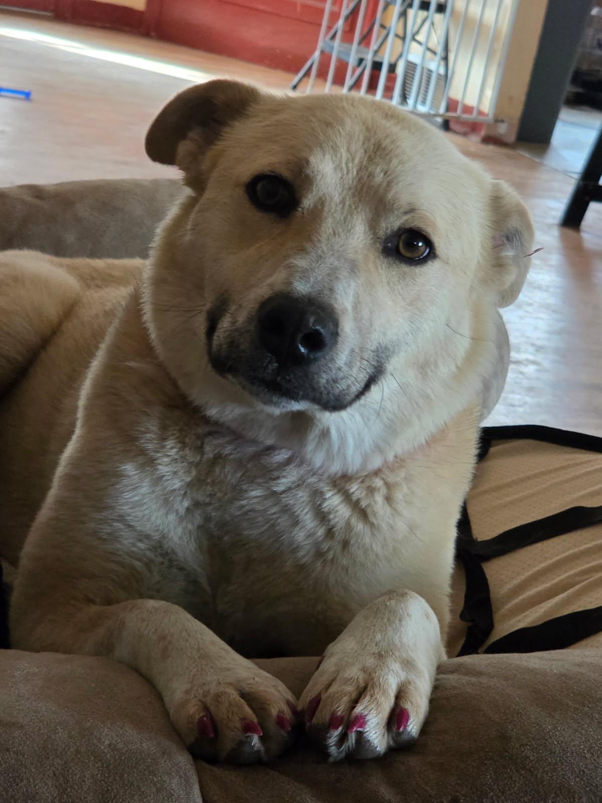 Daisy, a other mixed breed in Riverton, WY image 1/5