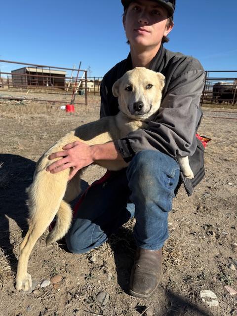 Daisy, a Adoptable mixed breed in Riverton, WY image 4/4