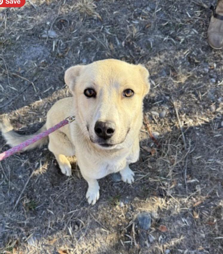 Daisy, a Adoptable mixed breed in Riverton, WY image 1/4