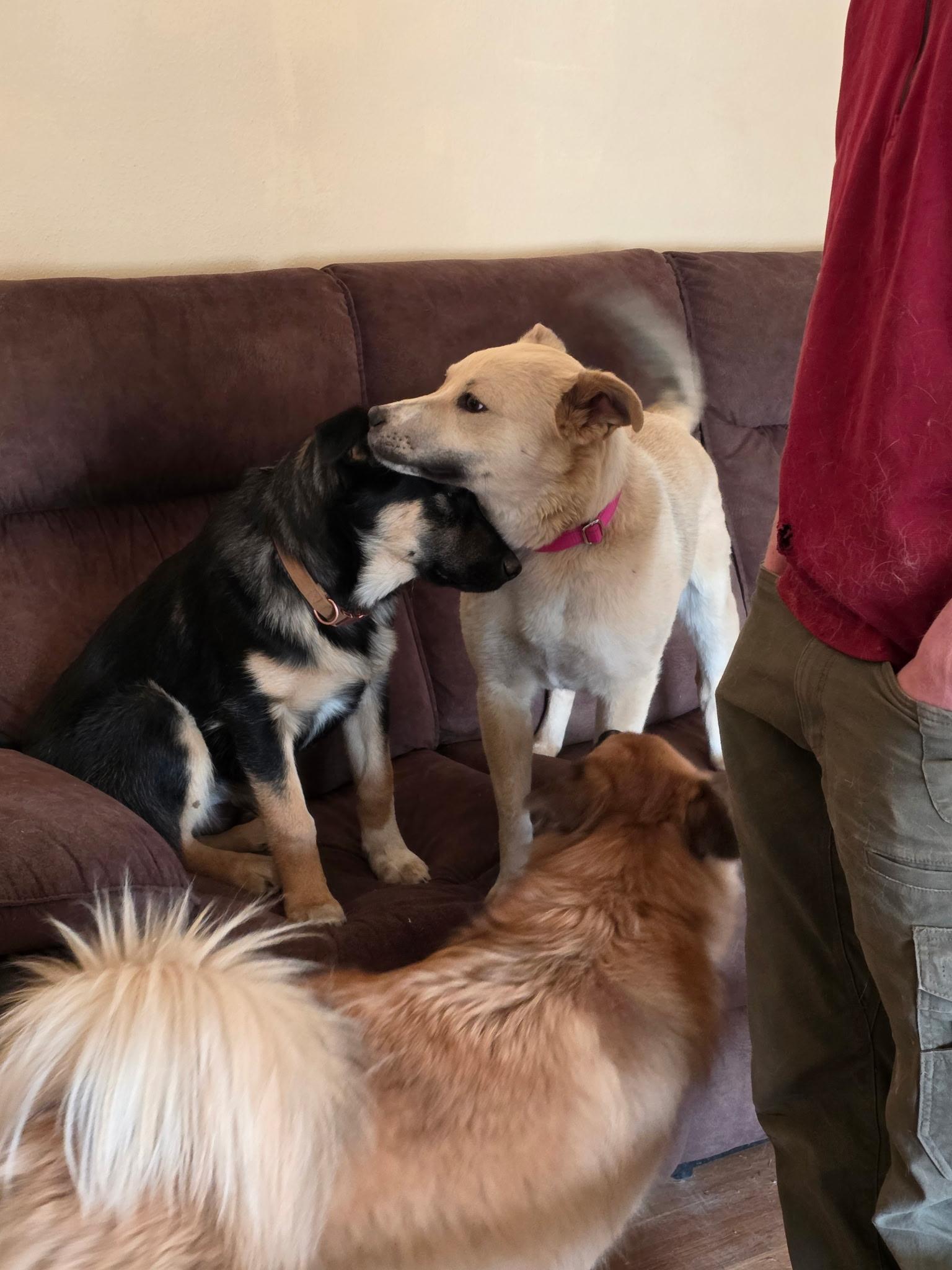 Daisy, a other mixed breed in Riverton, WY image 5/5