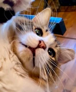 Enlarge Emerson, a Adoptable mixed breed in Noble, OK image 4/4